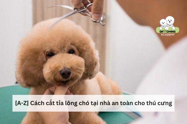 Hướng dẫn cắt lông chó tại nhà với 10 bước đơn giản Hướng dẫn cắt lông chó tại nhà với 10 bước đơn giản