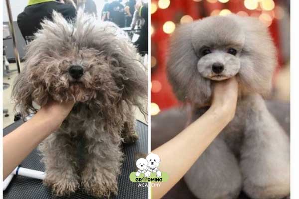 Bài thực hành tại khóa học Grooming TPHCM Bài thực hành tại khóa học Grooming TPHCM