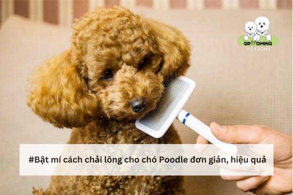 Bật mí cách chải lông cho chó Poodle đơn giản tại nhà Bật mí cách chải lông cho chó Poodle đơn giản tại nhà