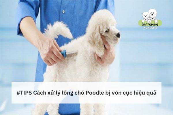 Bật mí cách gỡ rối lông Poodle đơn giản, nhanh gọn Bật mí cách gỡ rối lông Poodle đơn giản, nhanh gọn