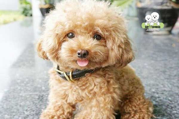 Bộ lông xù của chó Poodle Bộ lông xù của chó Poodle