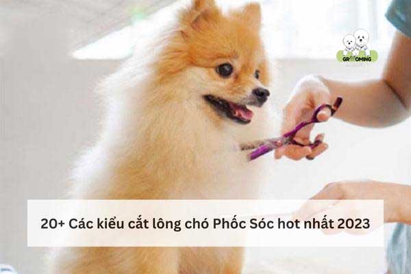 20+ Các kiểu cắt lông chó Phốc Sóc #HOT nhất 2023