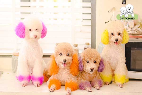 Các màu nhuộm cún Poodle đẹp nhất hiện nay Các màu nhuộm cún Poodle đẹp nhất hiện nay