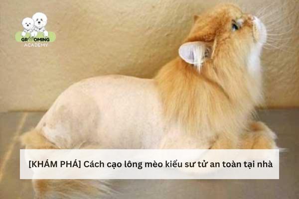 Cách cạo lông cho mèo kiểu sư tử đơn giản, an toàn Cách cạo lông cho mèo kiểu sư tử đơn giản, an toàn