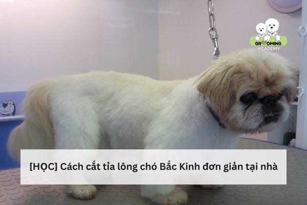 Cách cắt tỉa lông chó Bắc Kinh đơn giản tại nhà Cách cắt tỉa lông chó Bắc Kinh đơn giản tại nhà