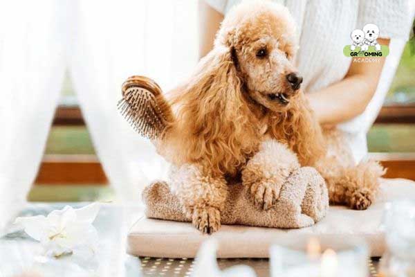 Cách chải lông cho Poodle tại nhà Cách chải lông cho Poodle tại nhà