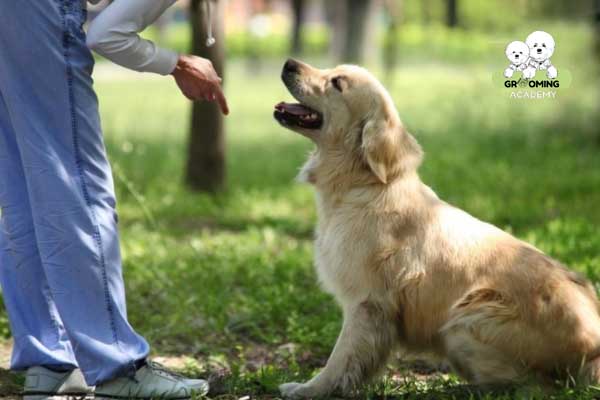 Hướng dẫn cách trị chó không nghe lời tại nhà Hướng dẫn cách trị chó không nghe lời tại nhà