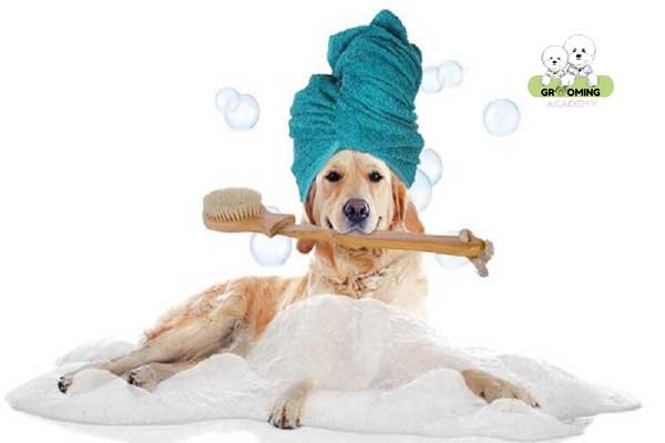 Cần lưu ý gì khi sử dụng dịch vụ chăm sóc chó mèo? Cần lưu ý gì khi sử dụng dịch vụ chăm sóc chó mèo?