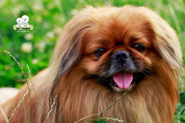 Cần lưu ý gì khi tỉa lông chó Bắc Kinh? Cần lưu ý gì khi tỉa lông chó Bắc Kinh?