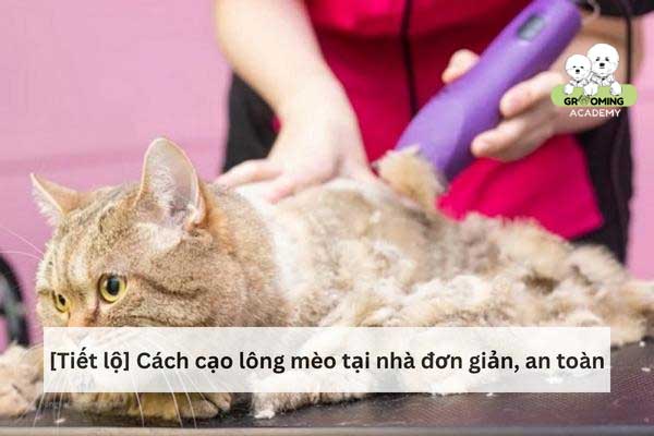 Cạo lông cho mèo an toàn tại nhà Cạo lông cho mèo an toàn tại nhà