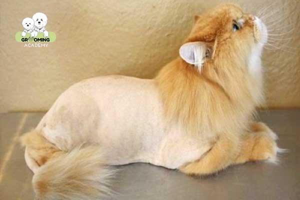 Cạo lông kiểu sư tử cho mèo Cạo lông kiểu sư tử cho mèo