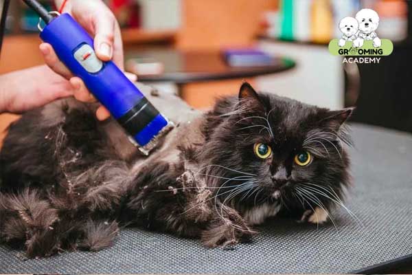 Cạo lông mèo khi mèo mắc bệnh về da Cạo lông mèo khi mèo mắc bệnh về da
