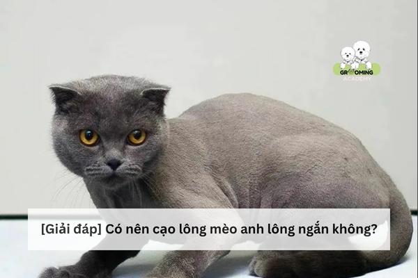 Hỏi và đáp có nên cạo lông cho mèo anh lông ngắn không?