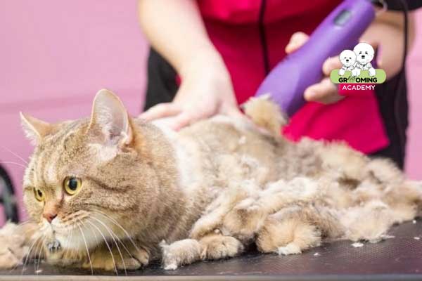 Cạo lông phần thân và đuôi cho mèo Cạo lông phần thân và đuôi cho mèo
