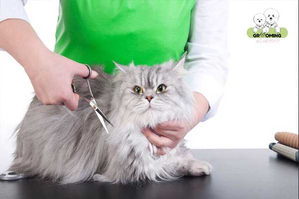 Cắt lông mèo tại nhà Cắt lông mèo tại nhà