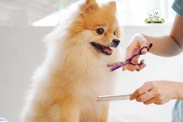 Cắt lông Phốc Sóc tại nhà Cắt lông Phốc Sóc tại nhà
