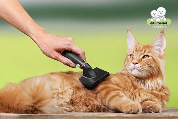 Cắt lông tạo kiểu cho mèo Cắt lông tạo kiểu cho mèo