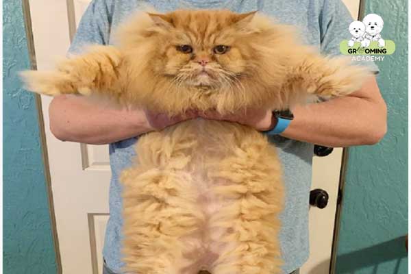 Cắt tỉa Butt Cut cho mèo Cắt tỉa Butt Cut cho mèo