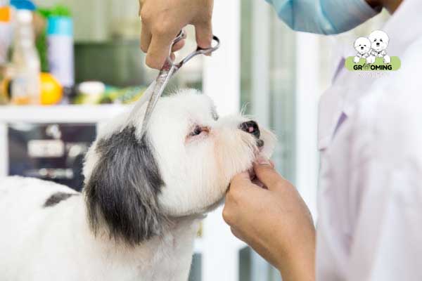 Cắt tỉa lông cho chó Cắt tỉa lông cho chó