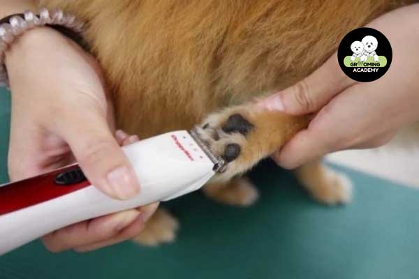 Cắt tỉa lông phần chân thú cưng Cắt tỉa lông phần chân thú cưng