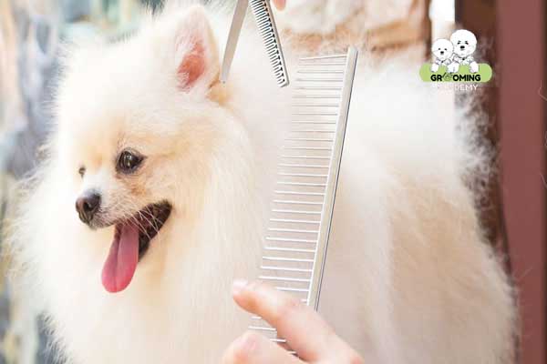 Cắt tỉa lông phần cổ Phốc Sóc Cắt tỉa lông phần cổ Phốc Sóc