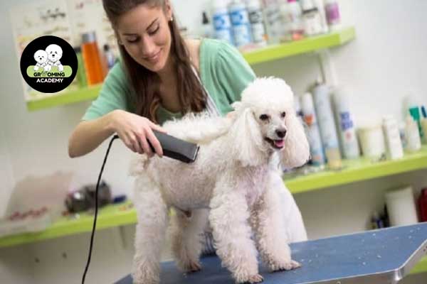 Cắt tỉa lông phần thân thú cưng Cắt tỉa lông phần thân thú cưng