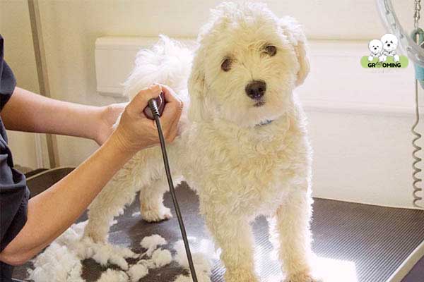 Cắt tỉa lông Poodle Cắt tỉa lông Poodle