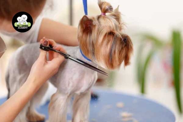 Cắt tỉa phần đầu cún cưng Cắt tỉa phần đầu cún cưng