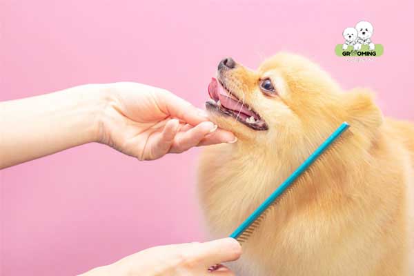 Chải lông cho chó Phốc Sóc Chải lông cho chó Phốc Sóc
