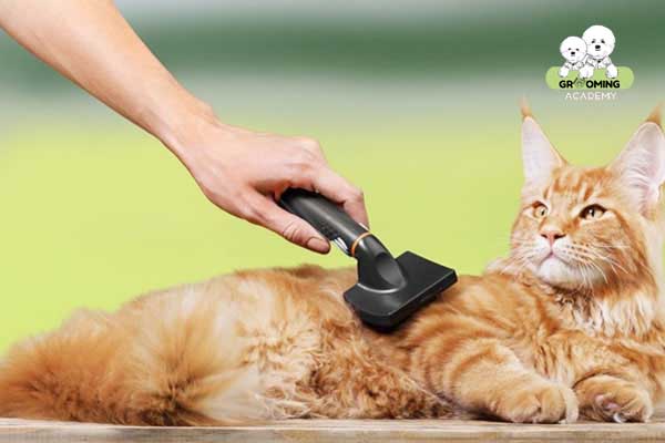 Chải lông cho mèo Chải lông cho mèo