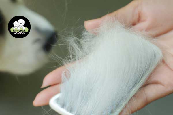 Chải lông cún cưng để loại bỏ phần lông rụng Chải lông cún cưng để loại bỏ phần lông rụng