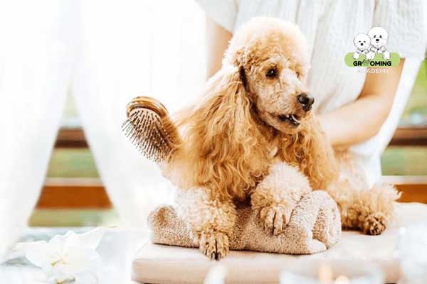 Chải lông phần đầu cho Poodle Chải lông phần đầu cho Poodle