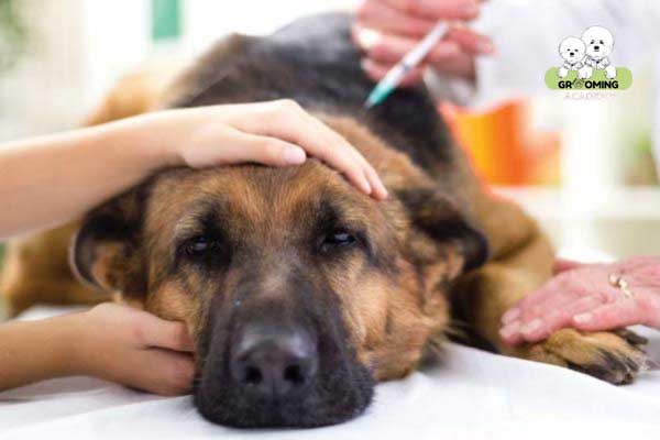Chó bị sốt cao cần đưa đến bác sĩ thú ý Chó bị sốt cao cần đưa đến bác sĩ thú ý