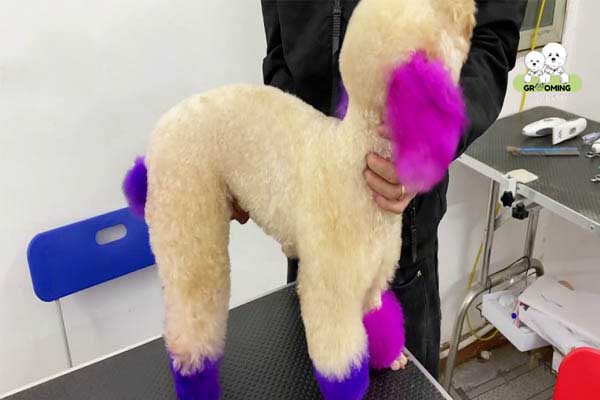 Chó Poodle sau khi được nhuộm lông Chó Poodle sau khi được nhuộm lông