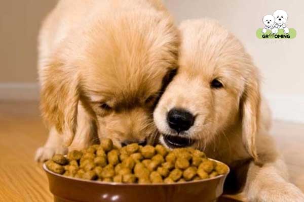 Cung cấp đầy đủ dinh dưỡng cho cún cưng Cung cấp đầy đủ dinh dưỡng cho cún cưng