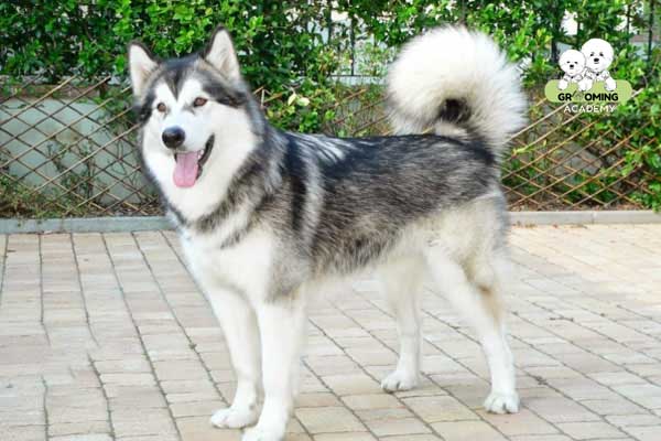 Đặc điểm bộ lông Alaska Đặc điểm bộ lông Alaska