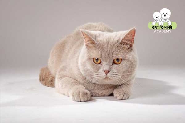 Đặc điểm bộ lông mèo anh lông ngắn
