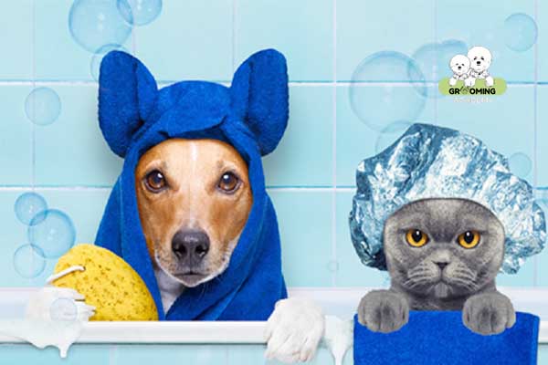 Dịch vụ chăm sóc chó mèo gồm những công việc gì? Dịch vụ chăm sóc chó mèo gồm những công việc gì?