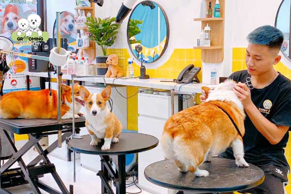 Dịch vụ spa cho thú cưng tại Shiny pet Dịch vụ spa cho thú cưng tại Shiny pet
