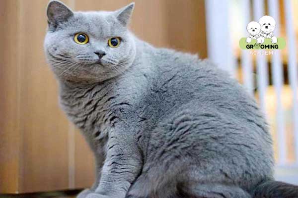 Giải đáp có nên cạo lông cho mèo anh lông ngắn không?
