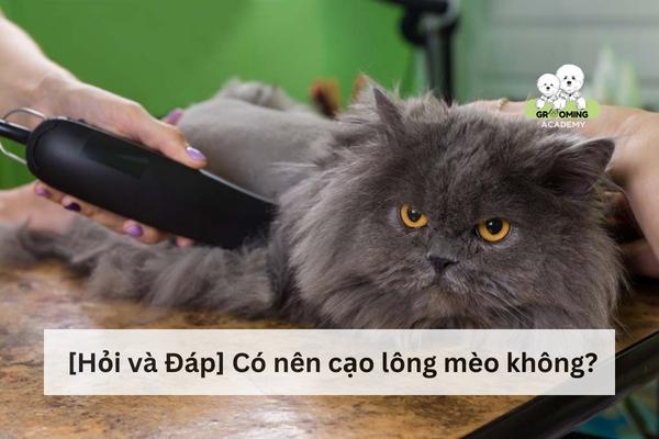 Giải đáp có nên cạo lông cho mèo không? Giải đáp có nên cạo lông cho mèo không?
