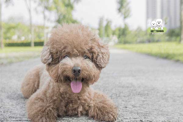 Giải đáp lý do chó Poodle bị bạc lông Giải đáp lý do chó Poodle bị bạc lông