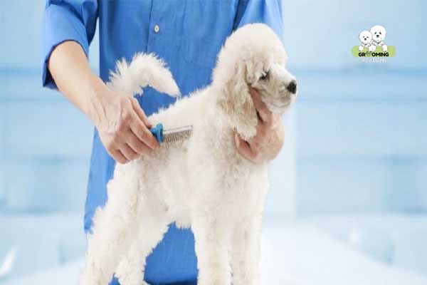 Gỡ rối lông Poodle bằng lược chuyên dụng Gỡ rối lông Poodle bằng lược chuyên dụng