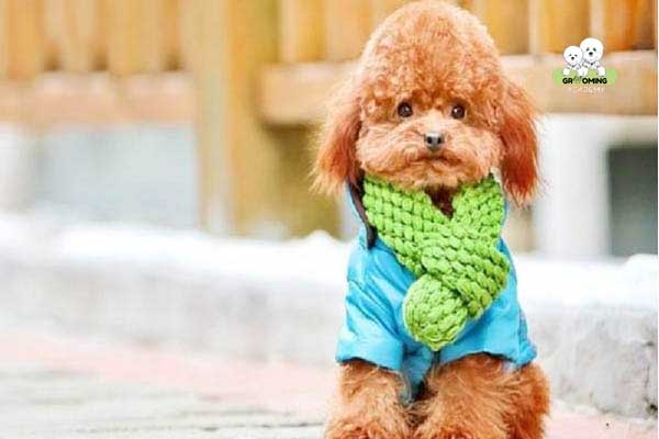 Hình ảnh cún Poodle mặc áo tránh rét Hình ảnh cún Poodle mặc áo tránh rét