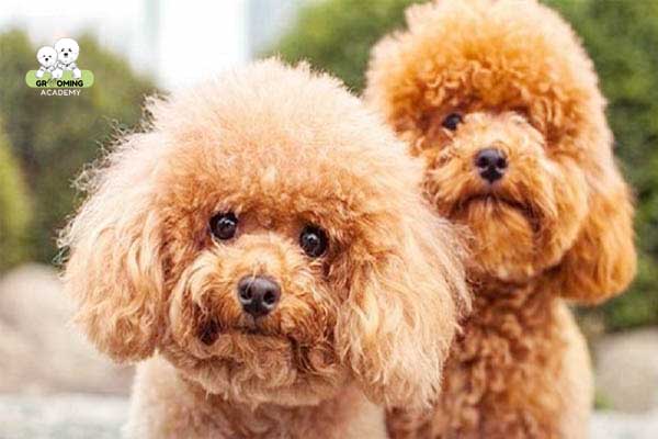 Lông Poodle chuyển sang màu xám vàng Lông Poodle chuyển sang màu xám vàng