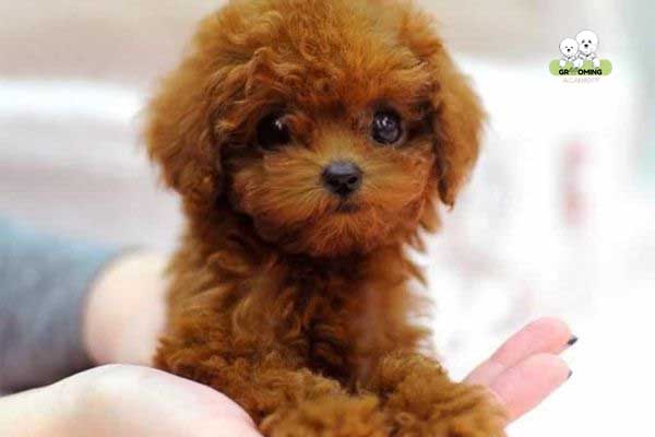 Hình ảnh Poodle sau khi tắm và sấy khô lông Hình ảnh Poodle sau khi tắm và sấy khô lông