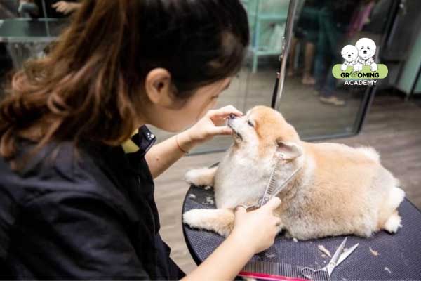 Học viên trong lớp học dạy nghề Grooming Học viên trong lớp học dạy nghề Grooming