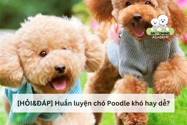 Huấn luyện cho Poodle tại nhà Huấn luyện cho Poodle tại nhà