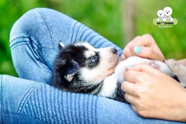 Huấn luyện cho chó con Huấn luyện cho chó con