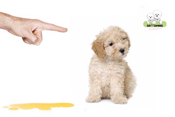 Huấn luyện cho Poodle đi vệ sinh đúng chỗ Huấn luyện cho Poodle đi vệ sinh đúng chỗ